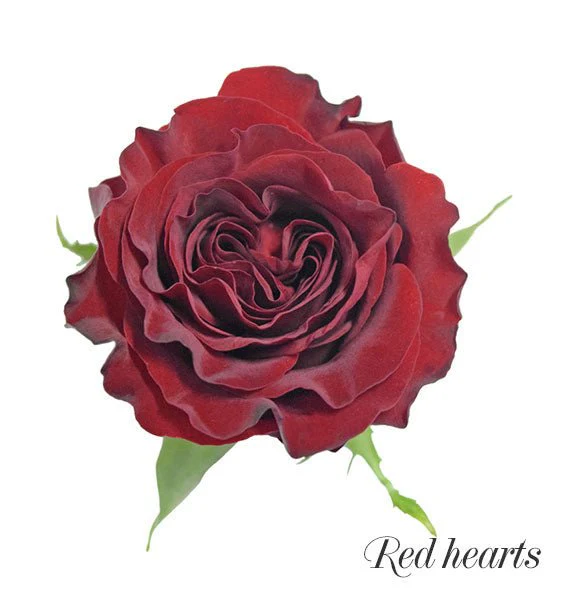 Ecuadorian Roses (Pre-Order) - Image 3